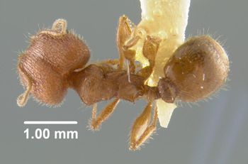Media type: image;   Entomology 9077 Aspect: habitus dorsal view